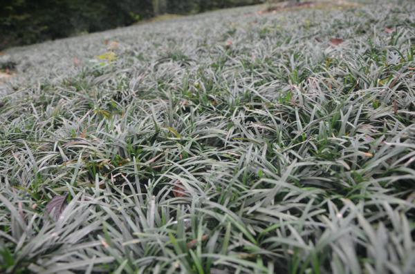 玉龙草-日本小麦冬