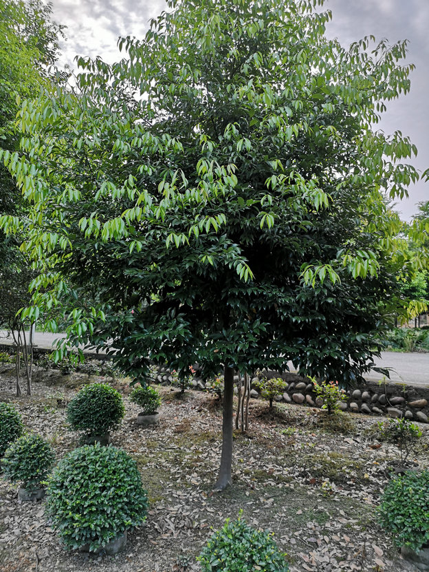 天竺桂-阴香树