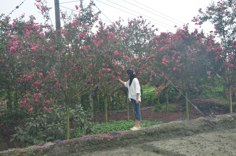 红花紫薇树.JPG